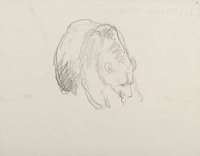 Robert Hainard - Ours buvant (croquis) - Copyright Fondation Hainard