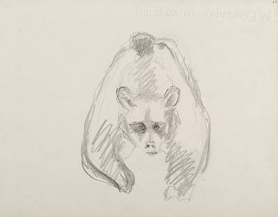 Robert Hainard - L'ours en face (croquis) - Copyright Fondation Hainard