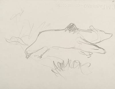 Robert Hainard - Ours effrayé (croquis) - Copyright Fondation Hainard