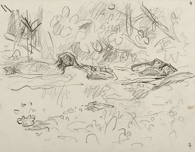 Robert Hainard - Foulque et poussins (croquis) - Copyright Fondation Hainard
