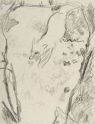 Robert Hainard - Deux renards sortent du terrier (croquis) - Copyright Fondation Hainard