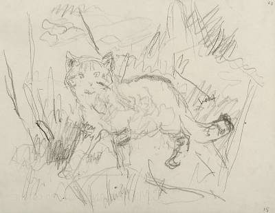 Robert Hainard - Chat sauvage méfiant (croquis) - Copyright Fondation Hainard