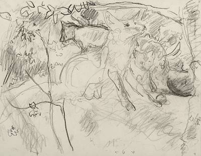 Robert Hainard - Renarde se grattant et petits (croquis) - Copyright Fondation Hainard