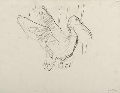 Robert Hainard - Ibis falcinelle (croquis) - Copyright Fondation Hainard