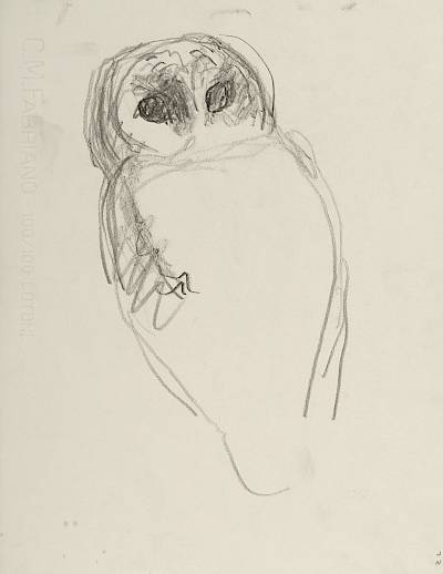 Robert Hainard - Hulotte au crépuscule (croquis) - Copyright Fondation Hainard