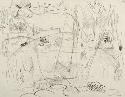 Robert Hainard - Jeune renard dans les roseaux (croquis) - Copyright Fondation Hainard