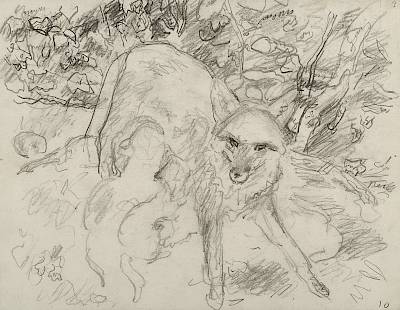 Robert Hainard - Renarde allaitant de face (croquis) - Copyright Fondation Hainard