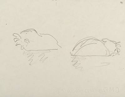 Robert Hainard - Deux castors (croquis) - Copyright Fondation Hainard
