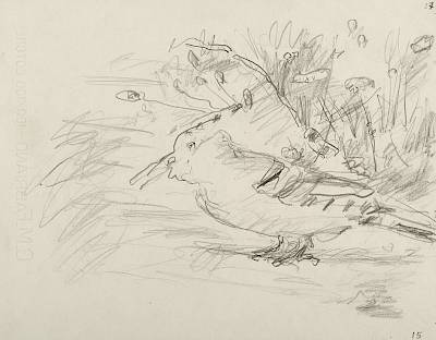 Robert Hainard - Huppe sur le chemin (croquis) - Copyright Fondation Hainard