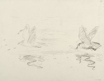 Robert Hainard - Mouettes pygmées (croquis) - Copyright Fondation Hainard
