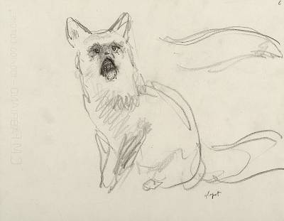 Robert Hainard - Renarde glapissant (croquis) - Copyright Fondation Hainard