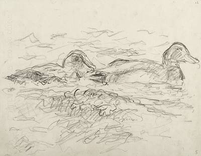 Robert Hainard - Couple de colverts et eau mordorée (croquis - Copyright Fondation Hainard