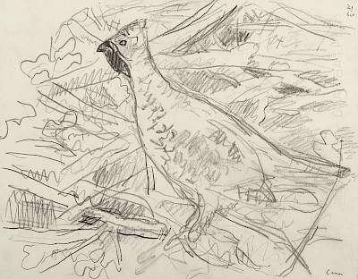 Robert Hainard - Gelinotte sur le bois mort (croquis) - Copyright Fondation Hainard