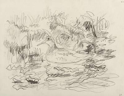 Robert Hainard - Phalarope au bord du torrent (croquis) - Copyright Fondation Hainard