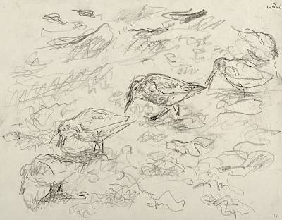Robert Hainard - Bécasseaux variables sur les varechs (croquis) - Copyright Fondation Hainard