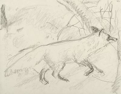 Robert Hainard - Renarde en quête (croquis) - Copyright Fondation Hainard