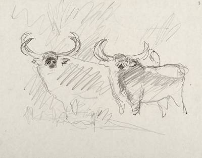 Robert Hainard - Couple de buffles des Indes (croquis) - Copyright Fondation Hainard