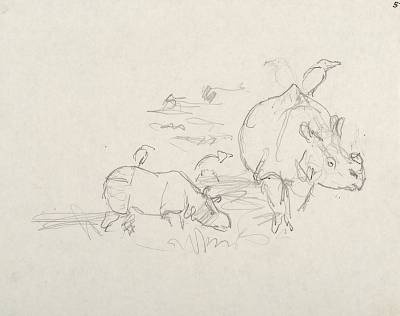 Robert Hainard - Rhinocéros et son petit (croquis) - Copyright Fondation Hainard