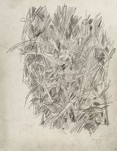 Robert Hainard - Étoile de Bethléem (croquis) - Copyright Fondation Hainard