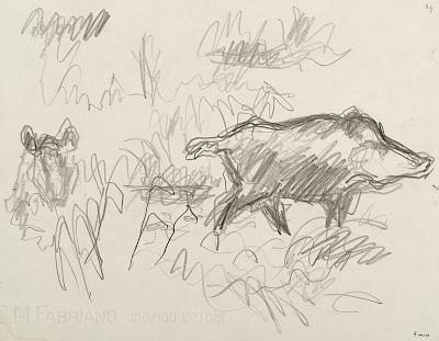 Robert Hainard - Deux sangliers dans le marais (croquis) - Copyright Fondation Hainard