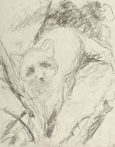 Robert Hainard - Le renard passe sous moi (croquis) - Copyright Fondation Hainard