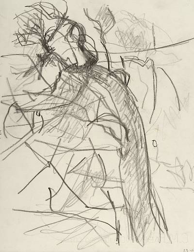 Robert Hainard - Le fayard contre le ciel (croquis) - Copyright Fondation Hainard