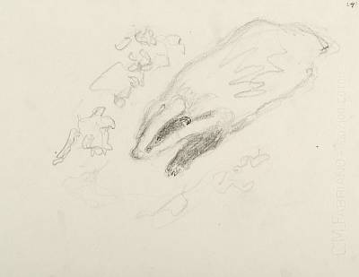 Robert Hainard - Blaireau, rentrée tardive (croquis) - Copyright Fondation Hainard