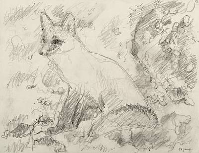 Robert Hainard - La renarde inquiète (croquis) - Copyright Fondation Hainard