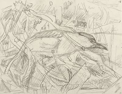 Robert Hainard - Bihoreau sur la hutte des castors (croquis) - Copyright Fondation Hainard