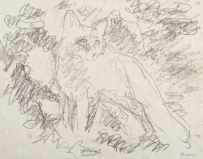 Robert Hainard - La renarde blonde (croquis) - Copyright Fondation Hainard