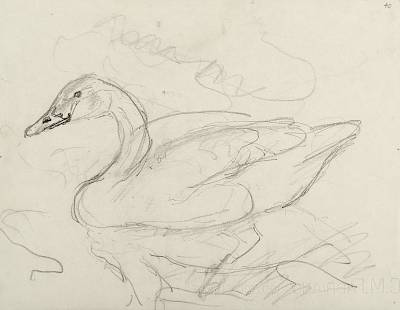 Robert Hainard - Cygne de Bewick (croquis) - Copyright Fondation Hainard