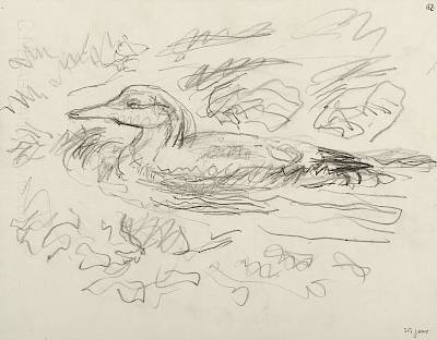 Robert Hainard - Plongeon arctique à contre-jour (croquis) - Copyright Fondation Hainard
