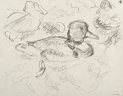 Robert Hainard - Nette rousse (croquis) - Copyright Fondation Hainard