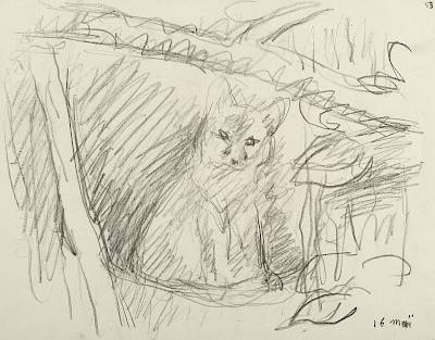 Robert Hainard - Le renardeau étonné (croquis) - Copyright Fondation Hainard