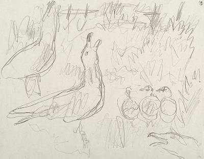 Robert Hainard - Dans une colonie de goélands argentés (croquis) - Copyright Fondation Hainard