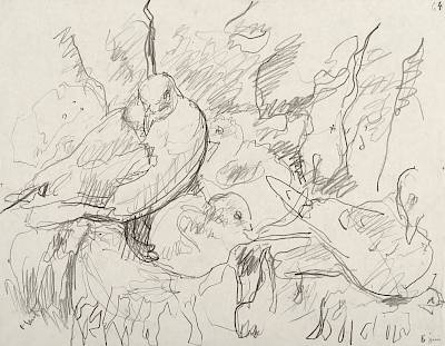 Robert Hainard - Deux mouettes tridactyles (croquis) - Copyright Fondation Hainard