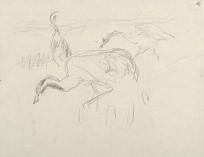 Robert Hainard - Famille de grues (croquis) - Copyright Fondation Hainard