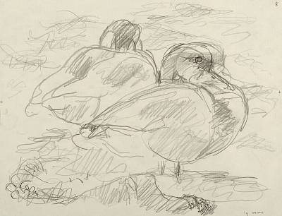 Robert Hainard - Couple de nettes rousses (croquis) - Copyright Fondation Hainard