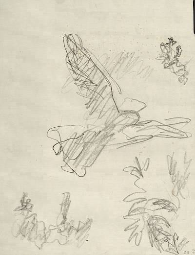 Robert Hainard - Engoulevent et ciel orangé (croquis) - Copyright Fondation Hainard