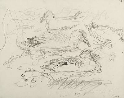 Robert Hainard - Chipeaux et mouettes (croquis) - Copyright Fondation Hainard