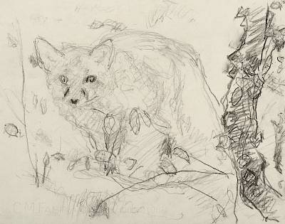 Robert Hainard - Renard perplexe (croquis) - Copyright Fondation Hainard