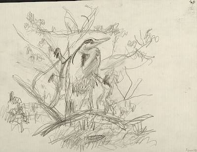 Robert Hainard - Nid de héron cendré (croquis) - Copyright Fondation Hainard