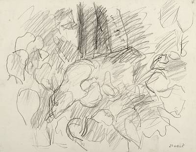 Robert Hainard - Merle mangeant une graine de lierre (croquis) - Copyright Fondation Hainard