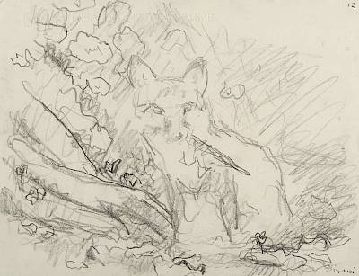 Robert Hainard - Renardeau, une proie à la gueule (croquis) - Copyright Fondation Hainard