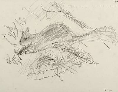 Robert Hainard - Écureuil cueillant une graine de charme (croquis) - Copyright Fondation Hainard