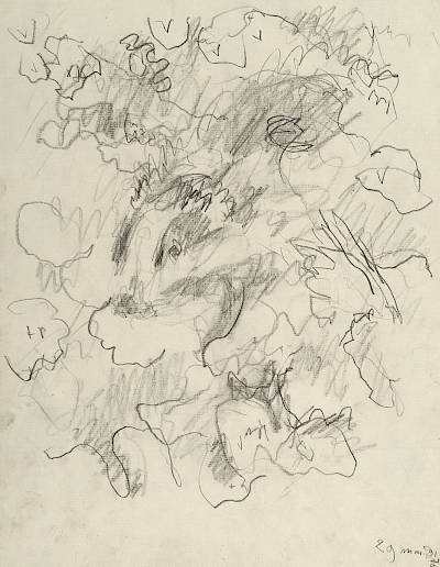 Robert Hainard - Jeune blaireau à 40 cm (croquis) - Copyright Fondation Hainard