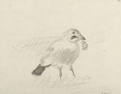 Robert Hainard - Geai sur la neige (croquis) - Copyright Fondation Hainard