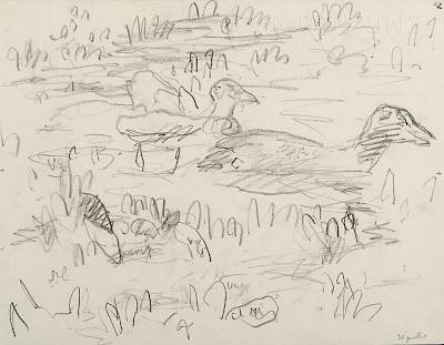 Robert Hainard - Foulques dans les renouées (croquis) - Copyright Fondation Hainard