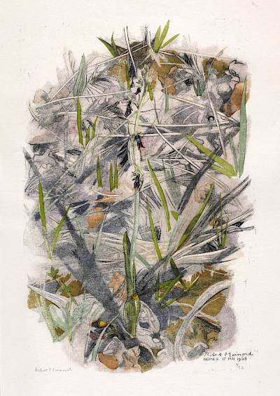 Robert Hainard - Ophrys mouche - Copyright Fondation Hainard