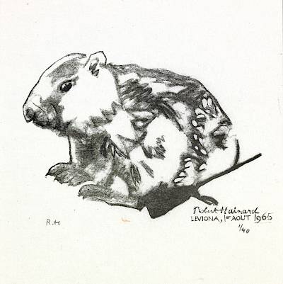 Robert Hainard - Petite marmotte - Copyright Fondation Hainard